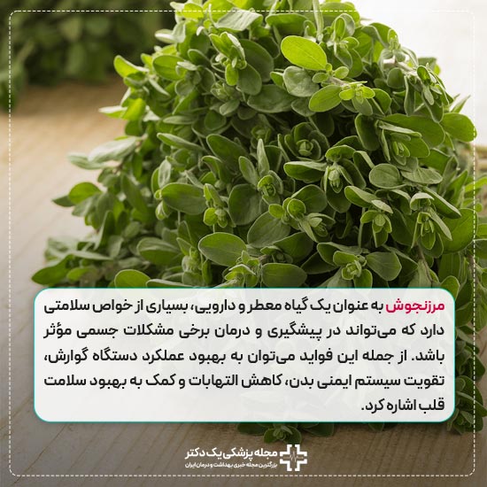 Marjoram