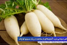ترب