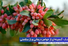 خواص زرشک برای بدن