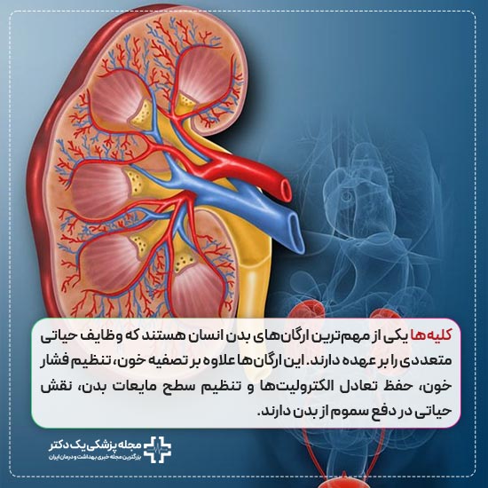 نقش کلیه در بدن انسان