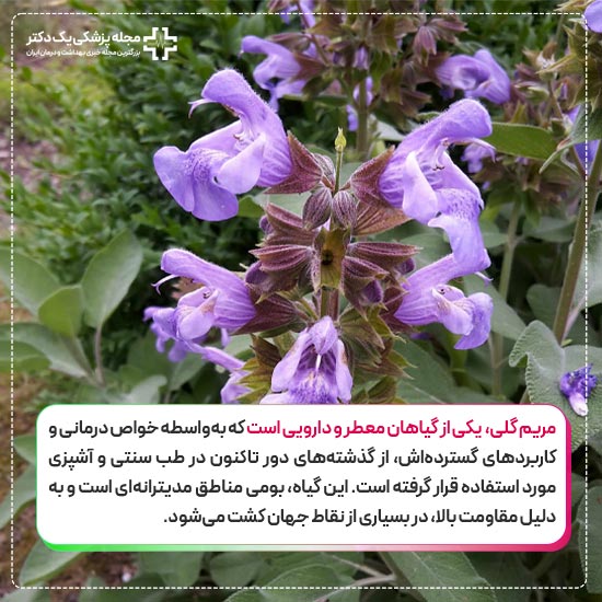 مریم گلی چیست