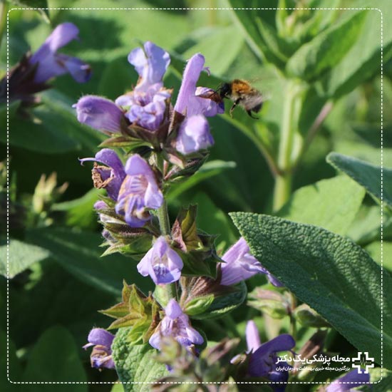 فواید مریم گلی