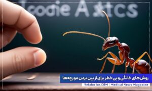 از بین بردن مورچه