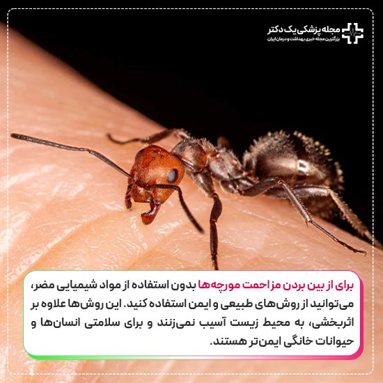 روش های نابودی مورچه ها