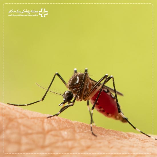 نیش زدن پشه