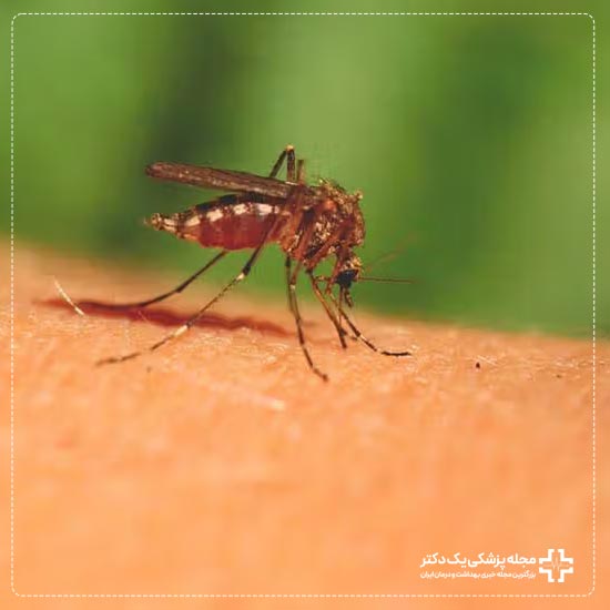 نیش زدن پشه