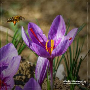 زعفران و زنبور عسل