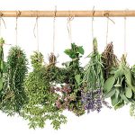 گیاهان دارویی برای آرامش اعصاب – دمنوش های آرامش بخش و تسکین دهنده اعصاب