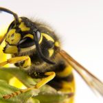 زنبور گزیدگی /زنبور گزیدگی را با درمان های فوری و خانگی آرام کنید.