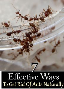 ۷ راه موثر برای از بین بردن مورچه ها به طور طبیعی