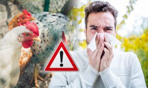 آنفلوانزای مرغی چیست ؟ آیا درمانی برای این نوع آنفولانزا وجود دارد ؟