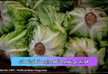 فواید بی نظیر کاهو برای سلامتی انسان