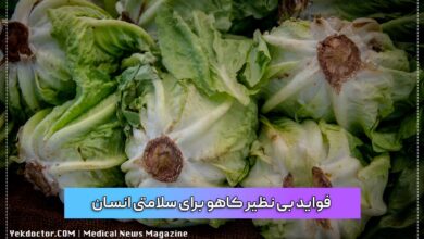 فواید بی نظیر کاهو برای سلامتی انسان