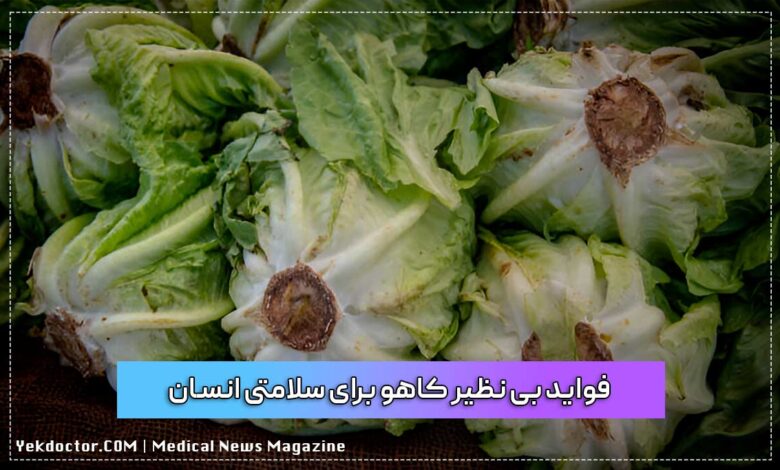 فواید بی نظیر کاهو برای سلامتی انسان